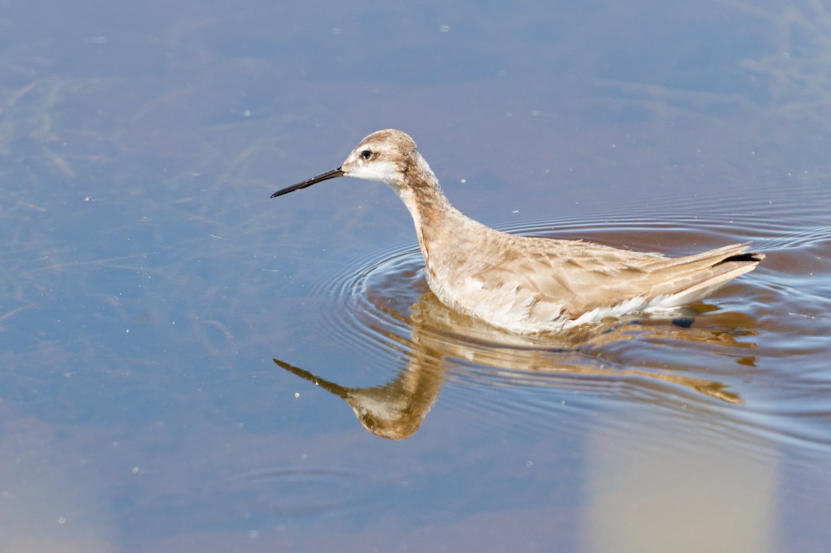 Phalarope de Wilson - ML638313845
