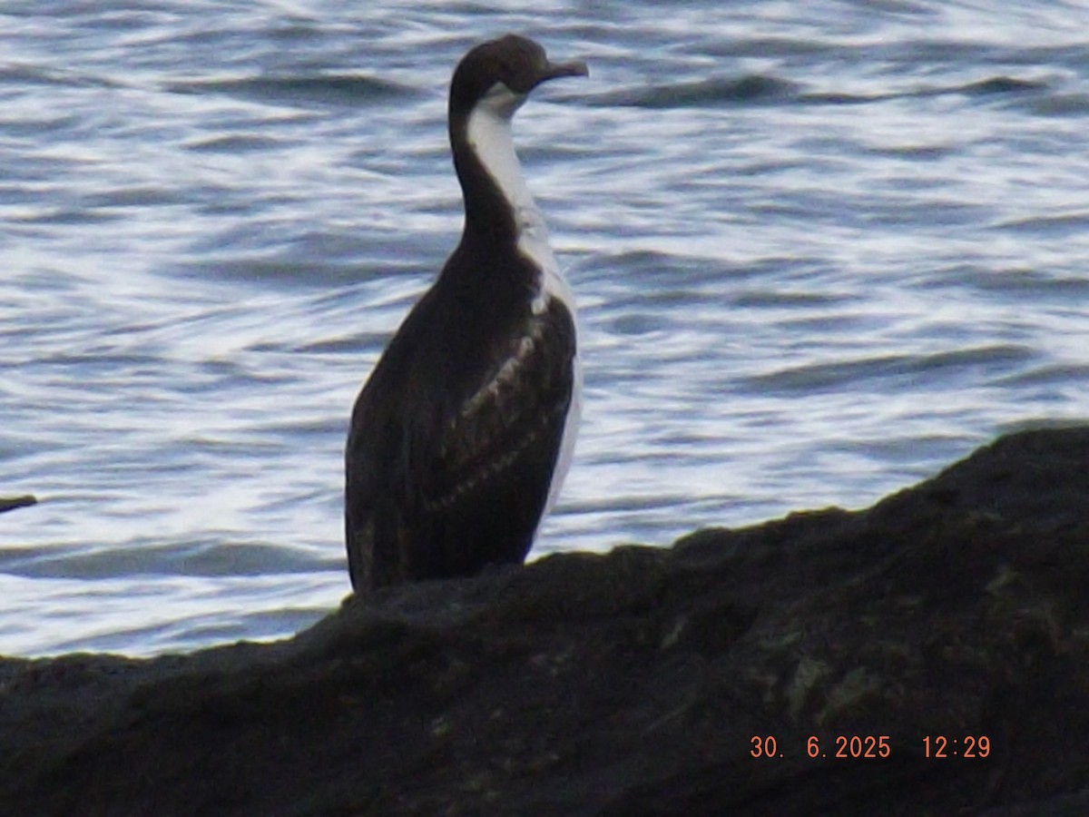 Cormoran impérial - ML638313849