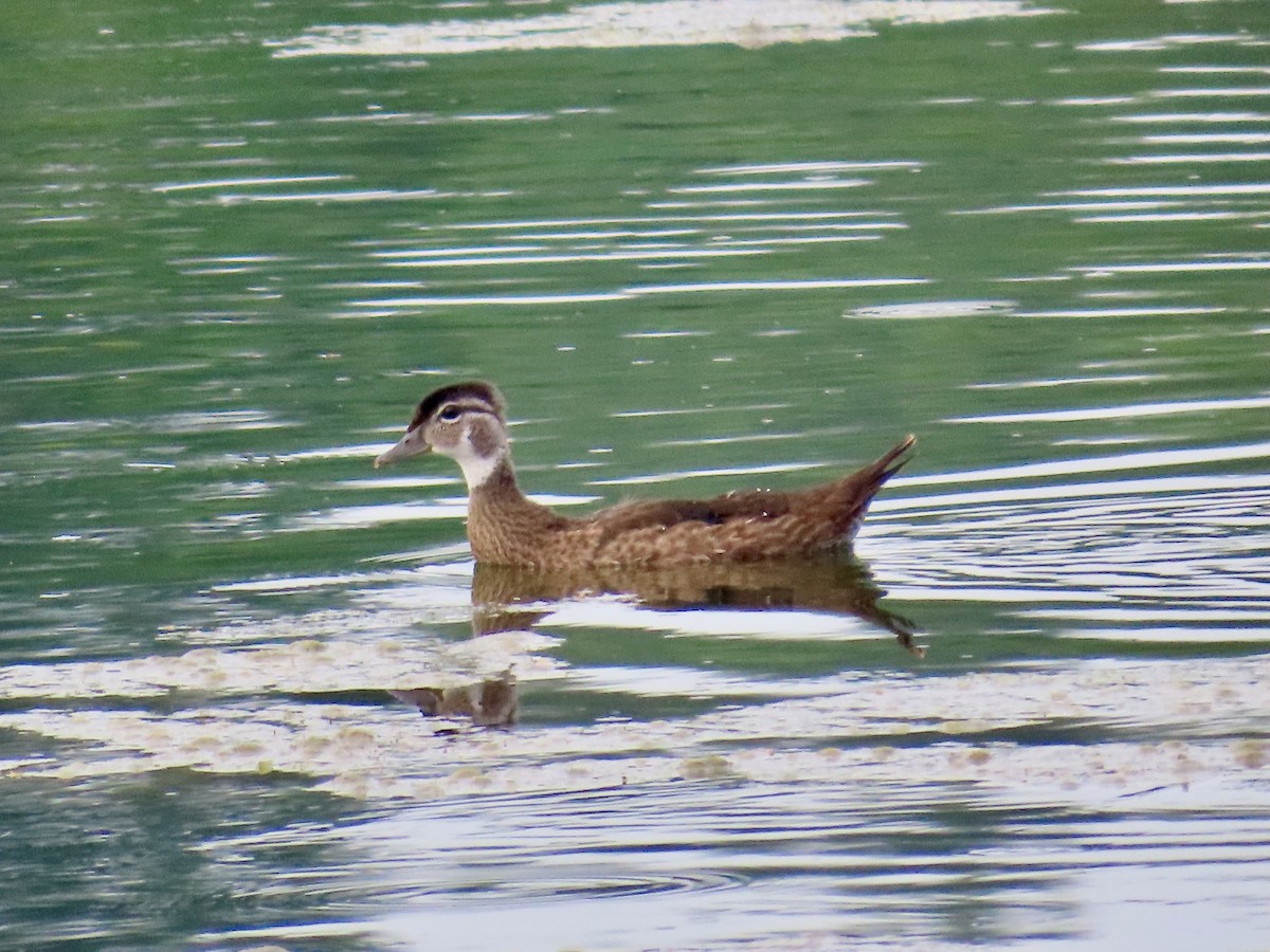 Canard branchu - ML638313850