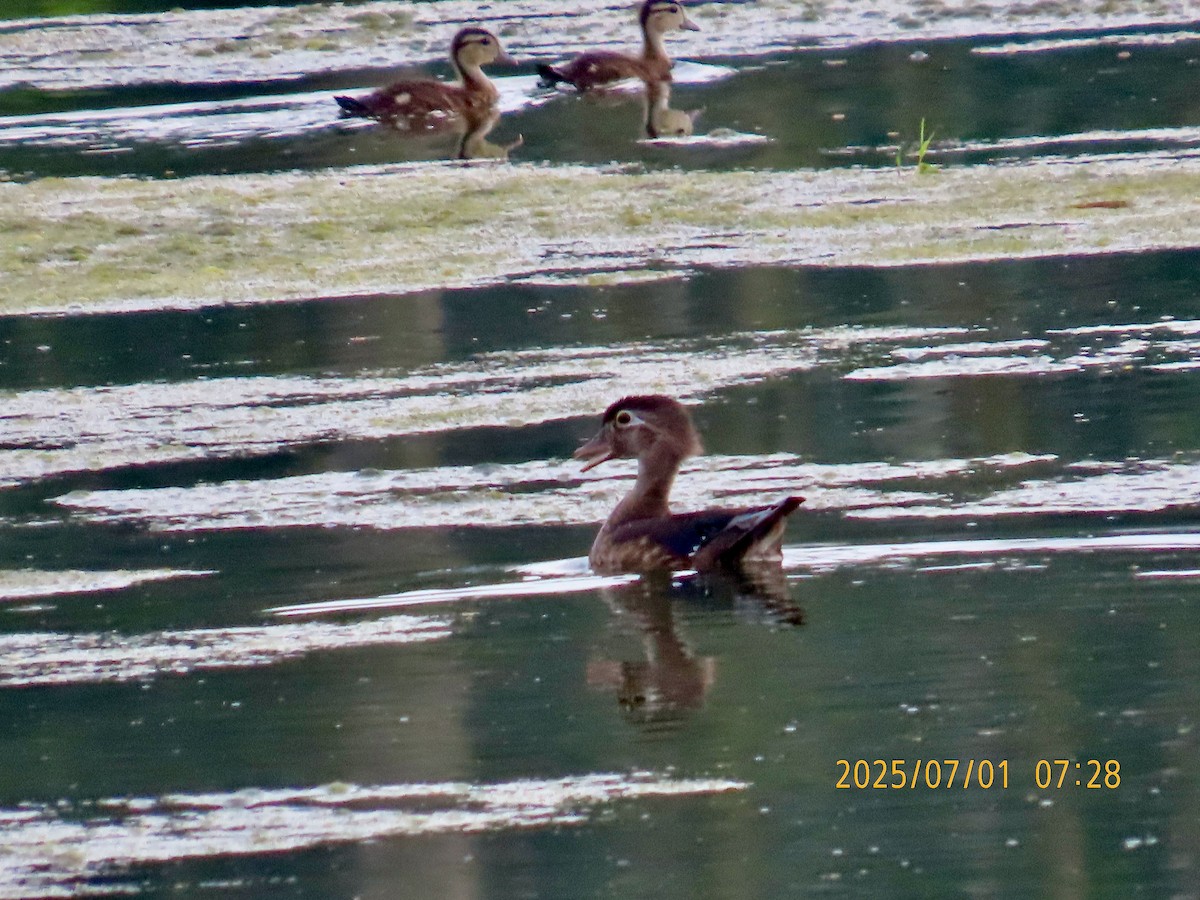 Canard branchu - ML638313851