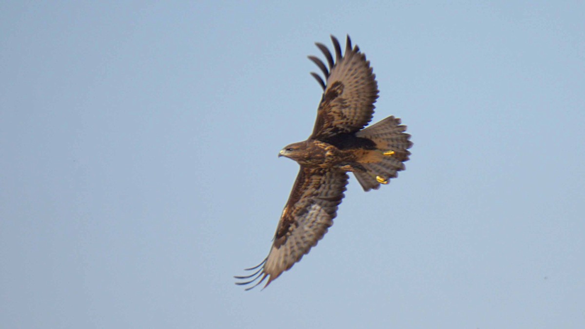 Buse variable - ML638313852