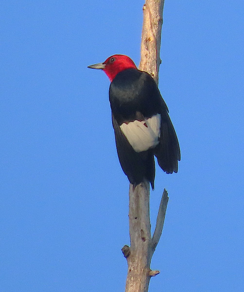 Pic à tête rouge - ML638313861
