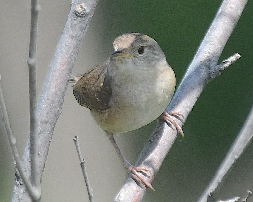 Northern House Wren - ML638313863