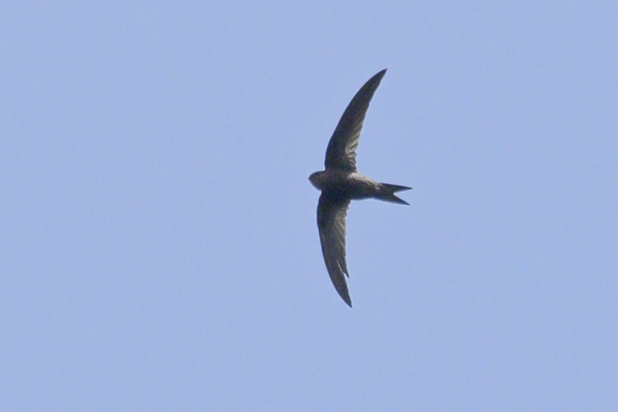 Vencejo Unicolor - ML638313868
