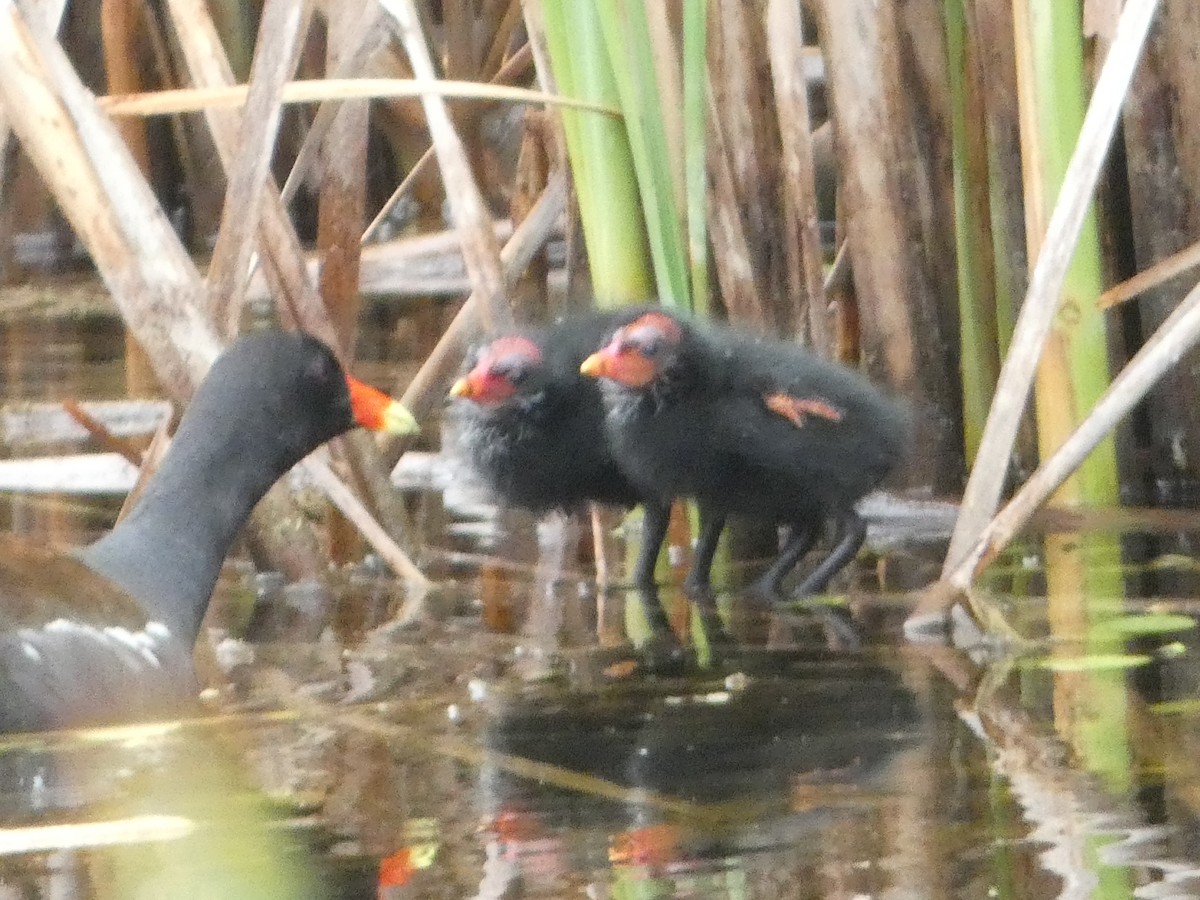 Common Gallinule - ML638313871