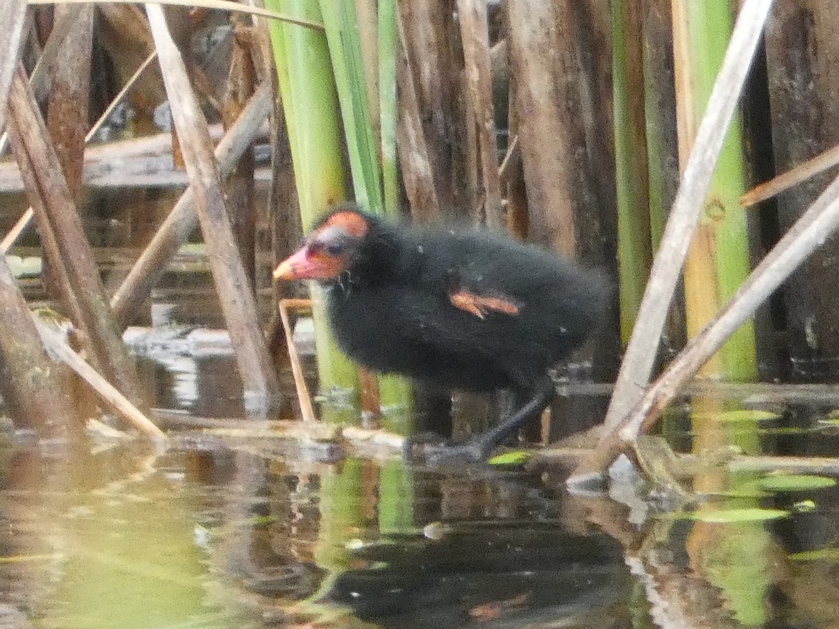 Common Gallinule - ML638313872