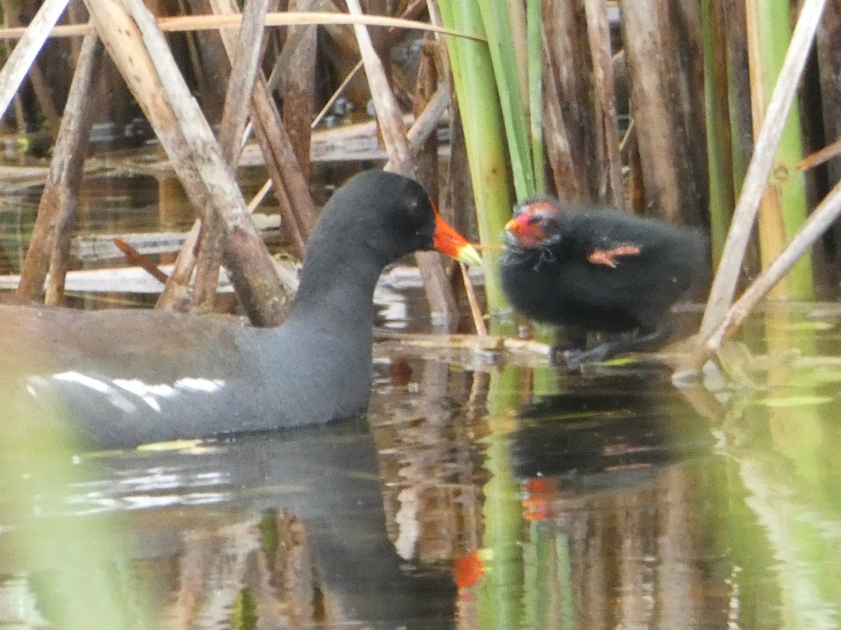 Common Gallinule - ML638313873
