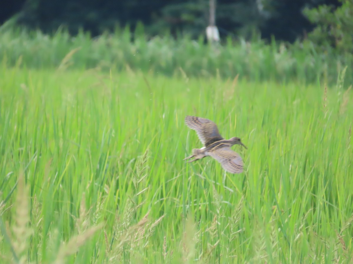 Greater Painted-Snipe - ML638313874