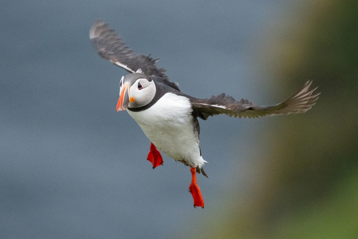 Atlantic Puffin - ML638313883