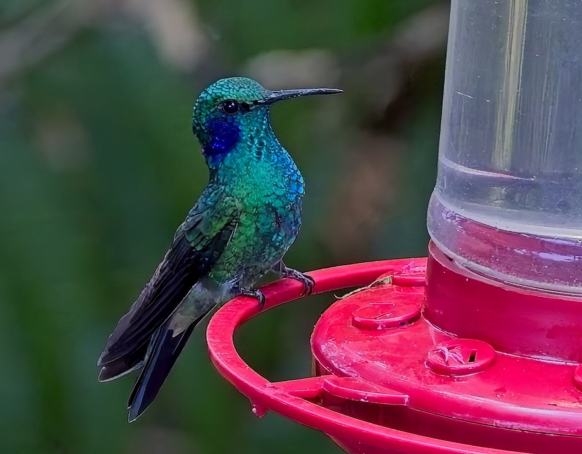 ヒメミドリハチドリ（cyanotus／crissalis） - ML638313884