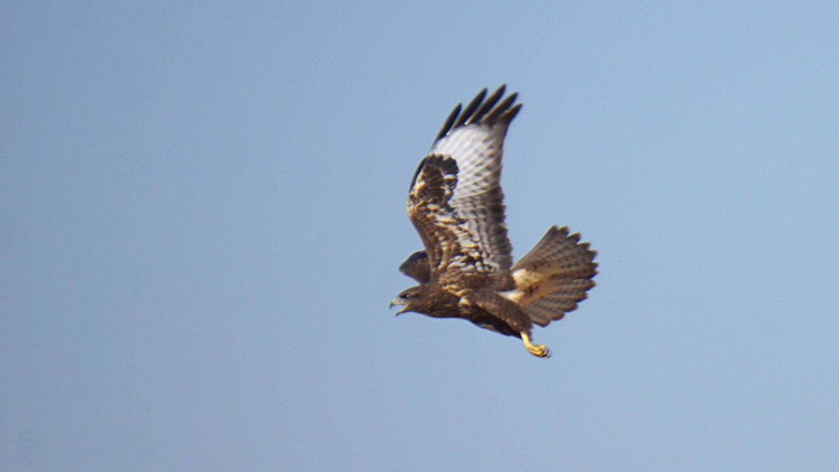 Buse variable - ML638313898
