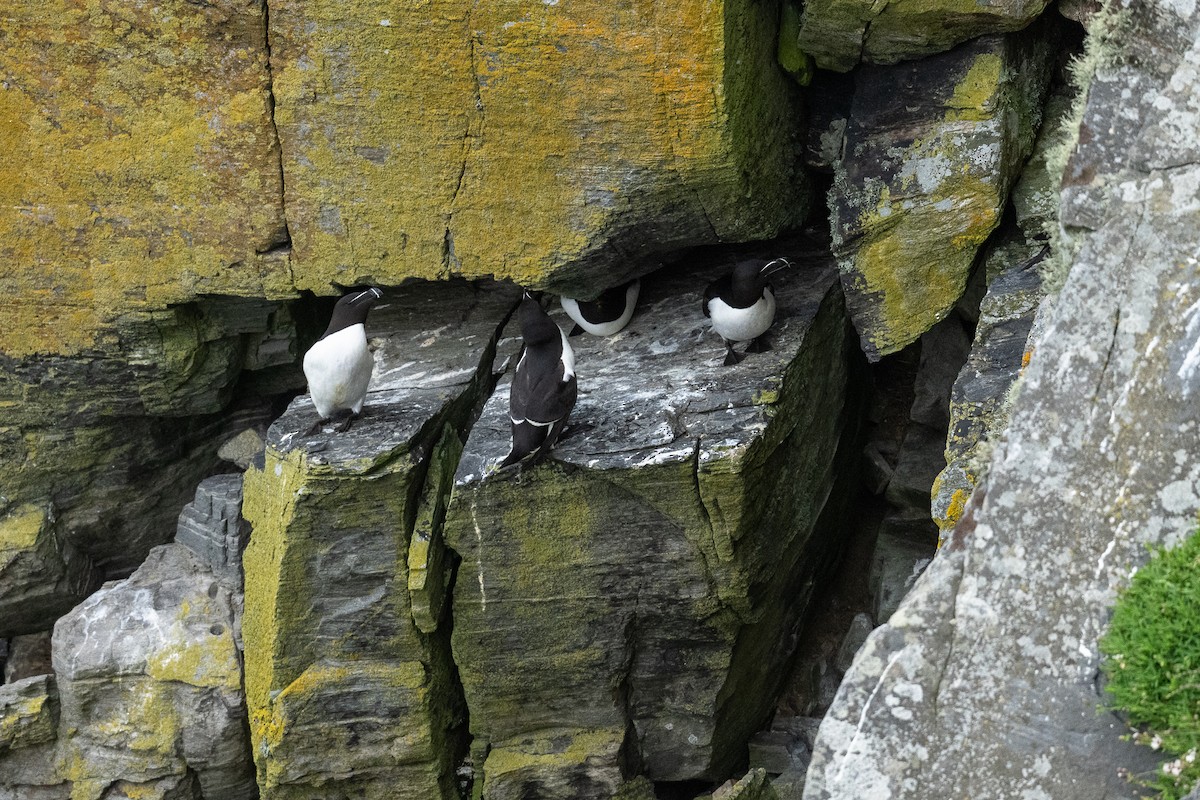 Razorbill - ML638313899