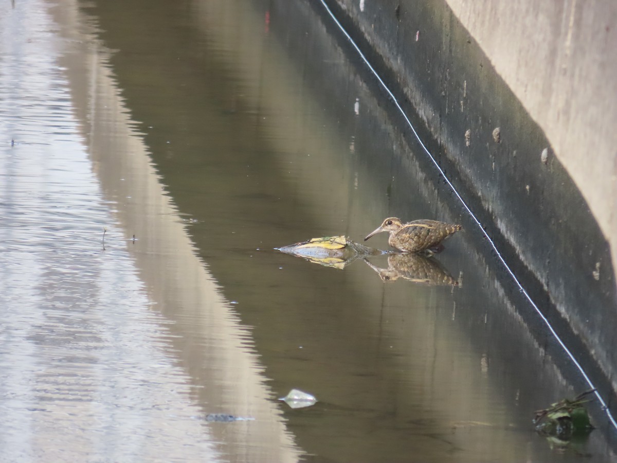 Greater Painted-Snipe - ML638313903