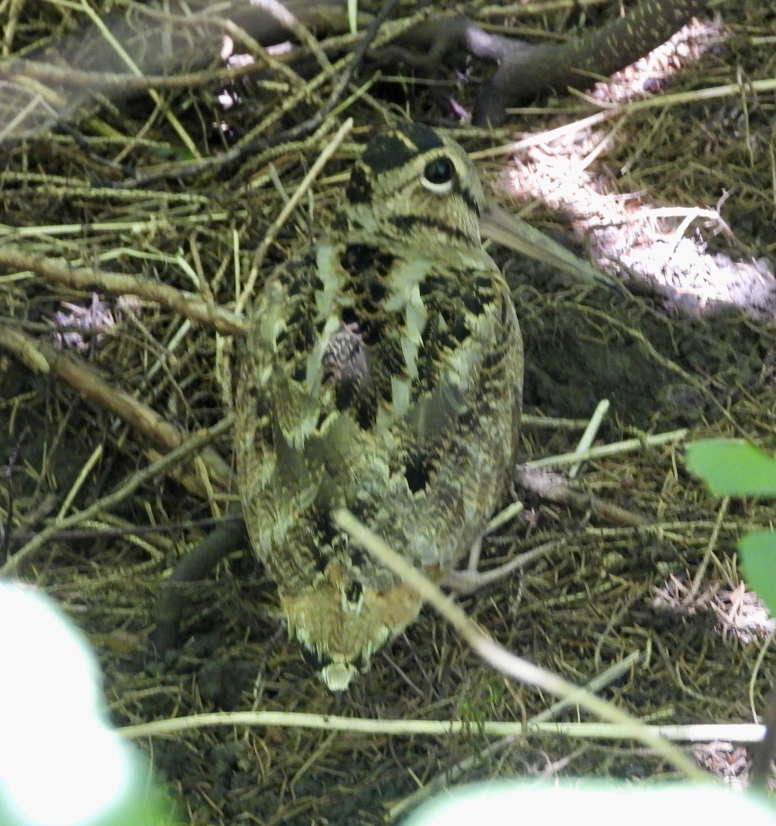 American Woodcock - ML638313910
