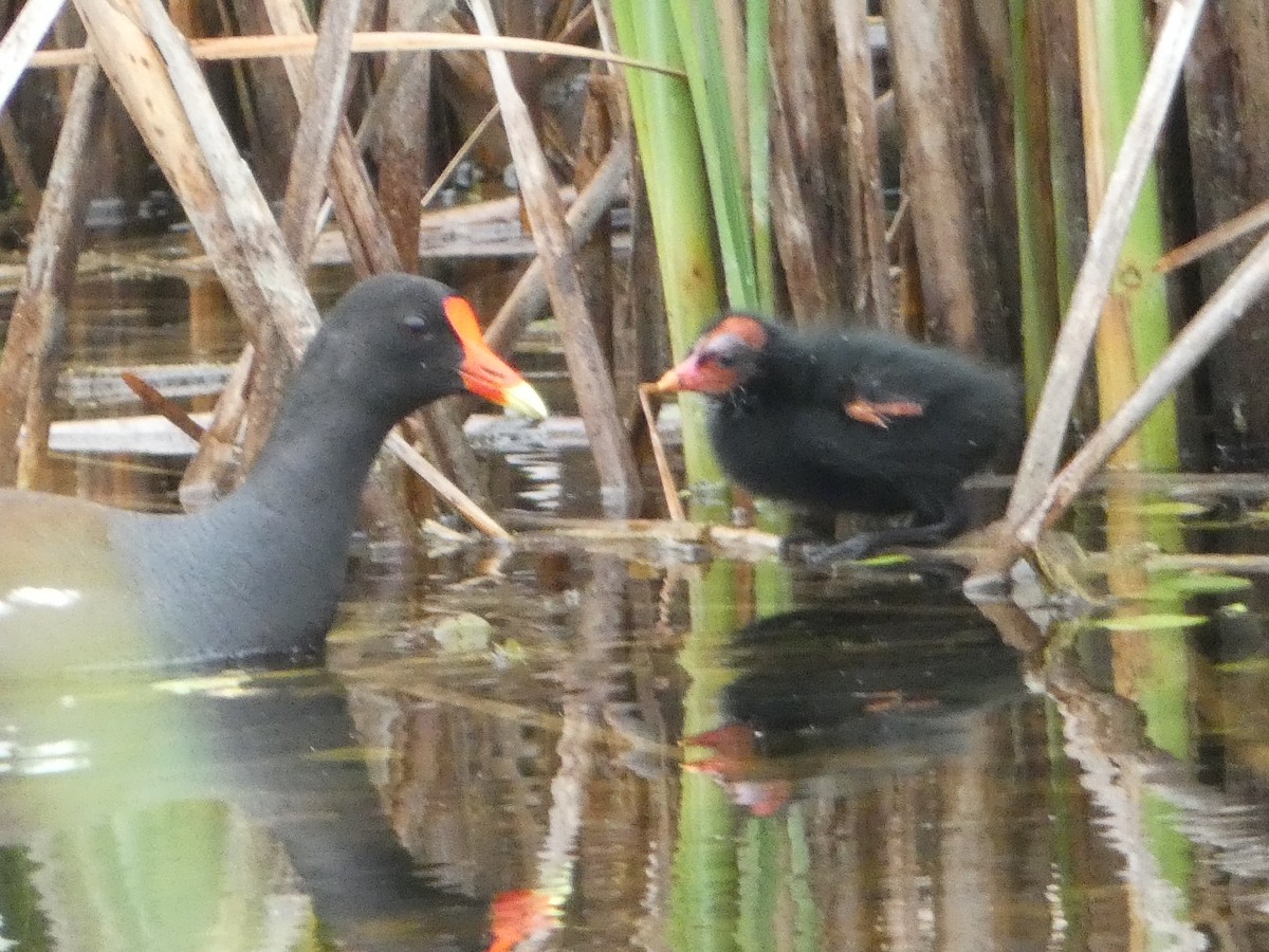 Common Gallinule - ML638313916