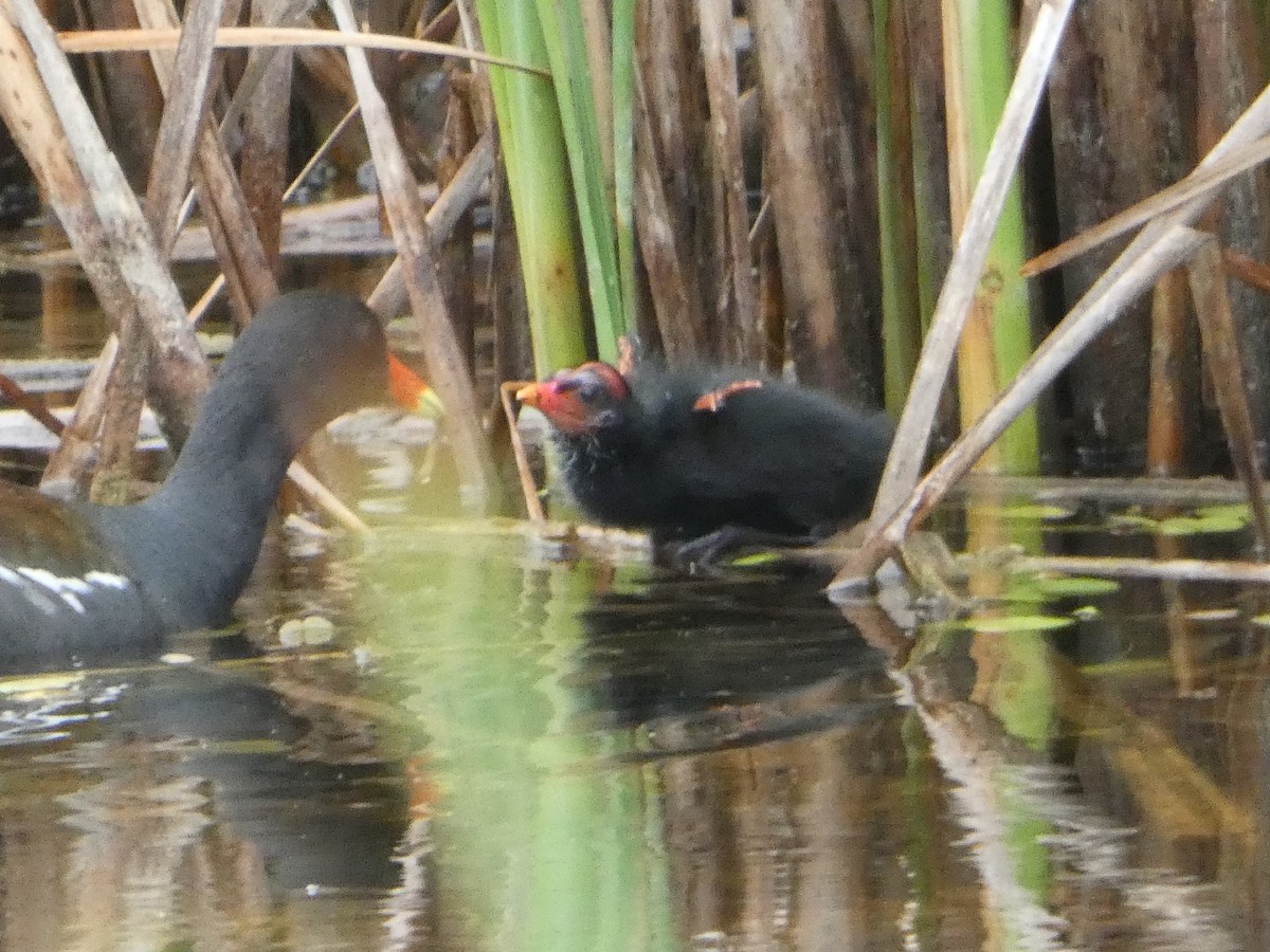 Common Gallinule - ML638313917