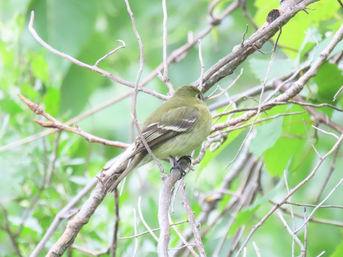 Moucherolle à ventre jaune - ML638313918