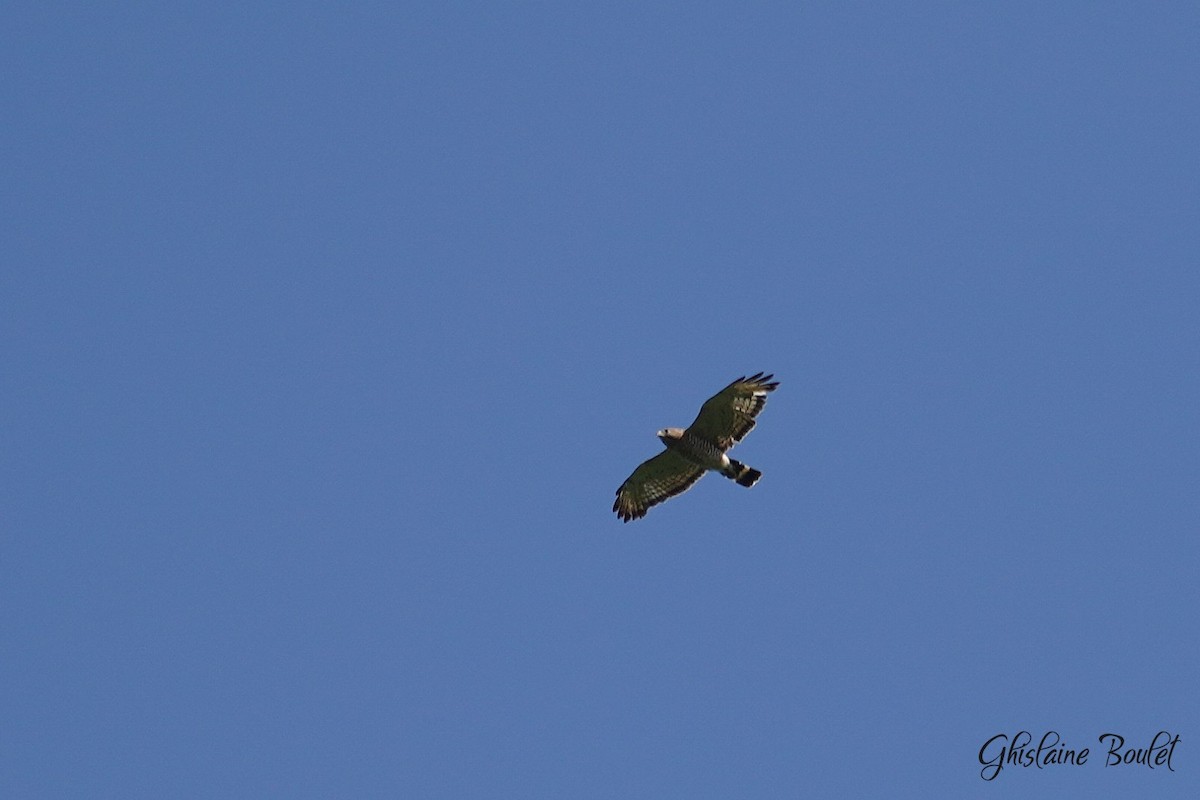 Broad-winged Hawk - ML638313921