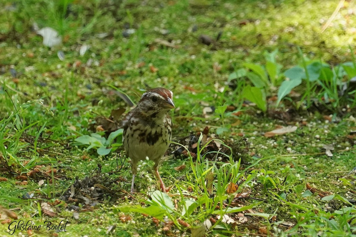 Song Sparrow - ML638313937