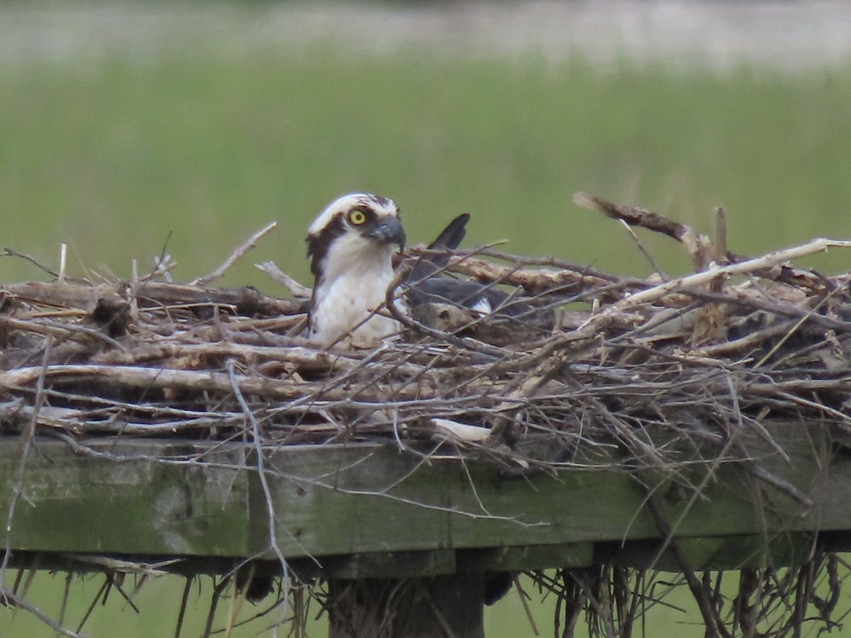 Osprey (American) - ML638313958