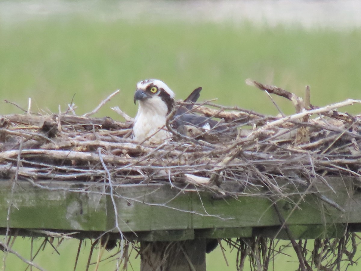 Osprey (American) - ML638313959