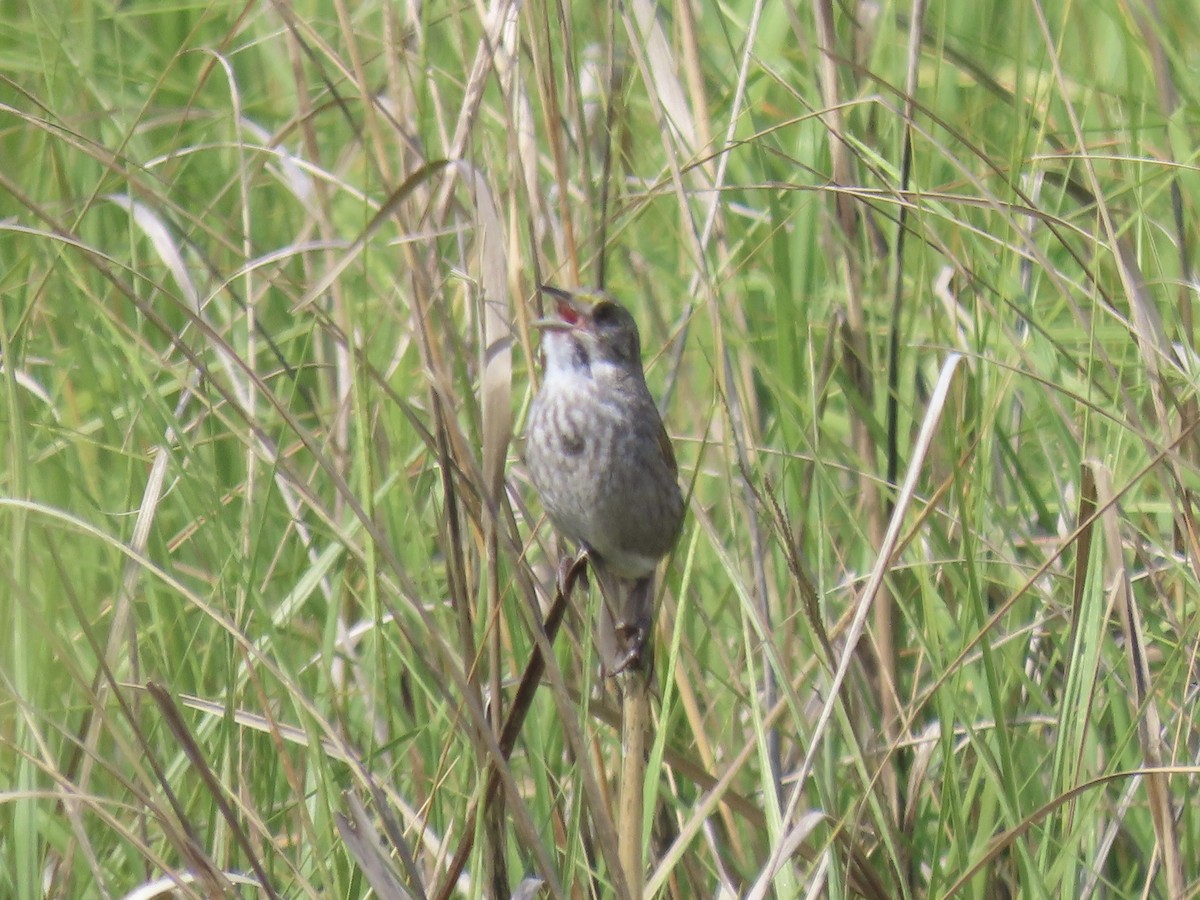 Seaside Sparrow (Atlantic) - ML638313962