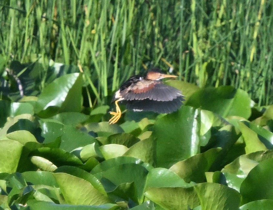 Least Bittern - ML638313967