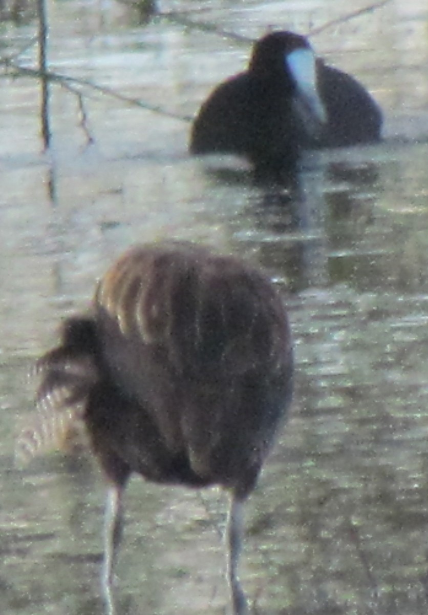 Red-knobbed Coot - ML638313973