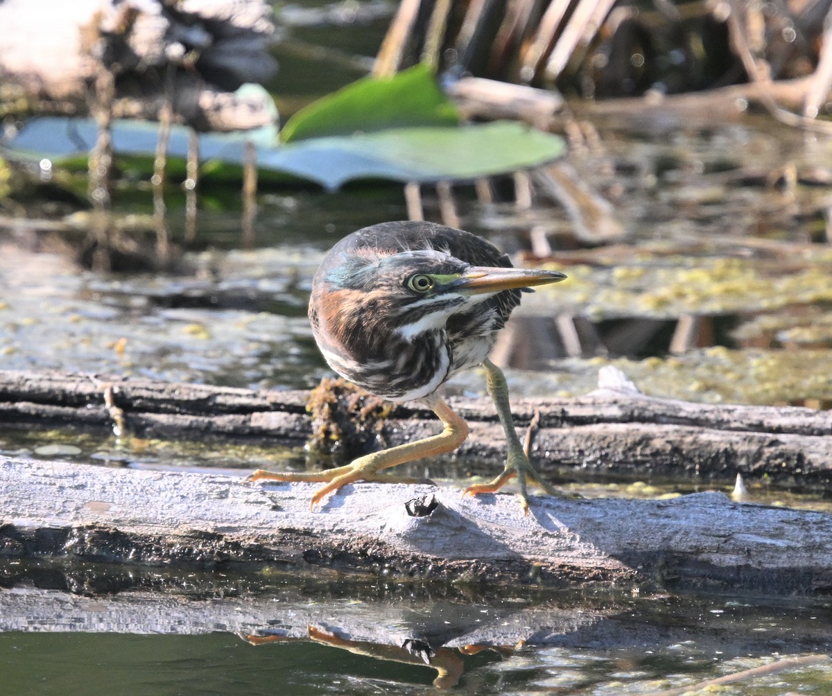 Green Heron - ML638313988