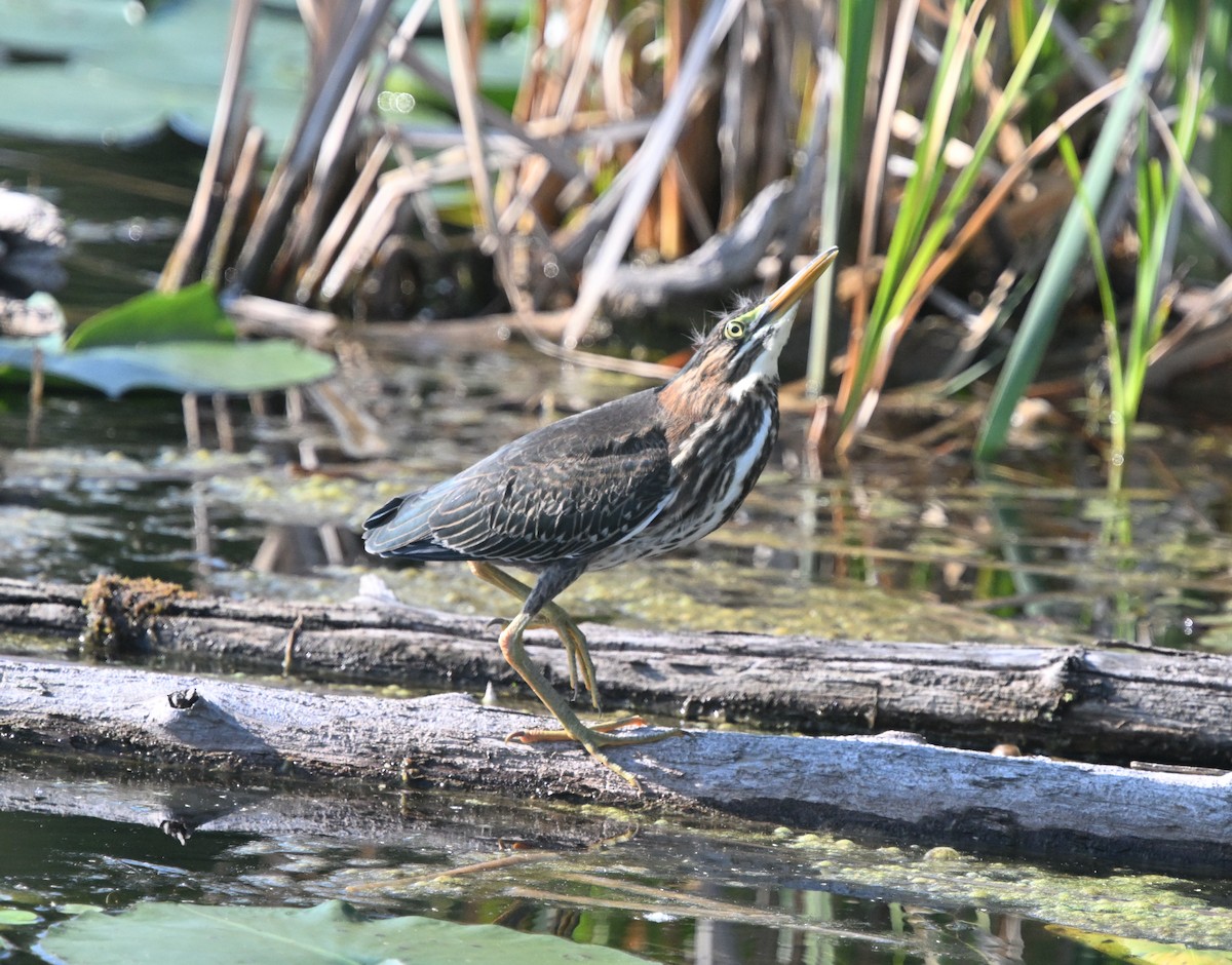 Green Heron - ML638313989