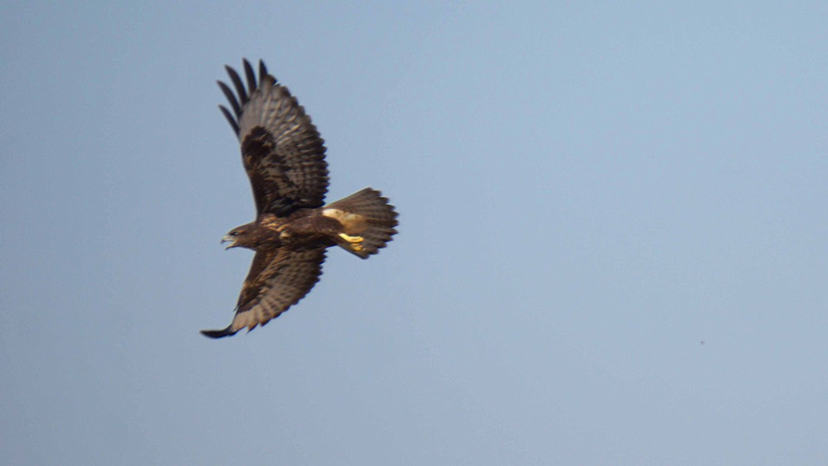 Buse variable - ML638313995