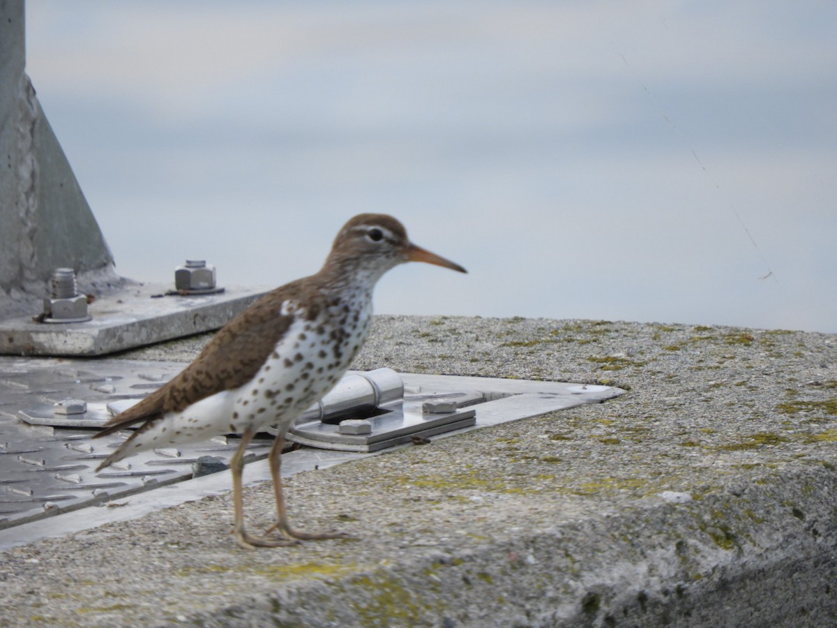 flekksnipe - ML638314002