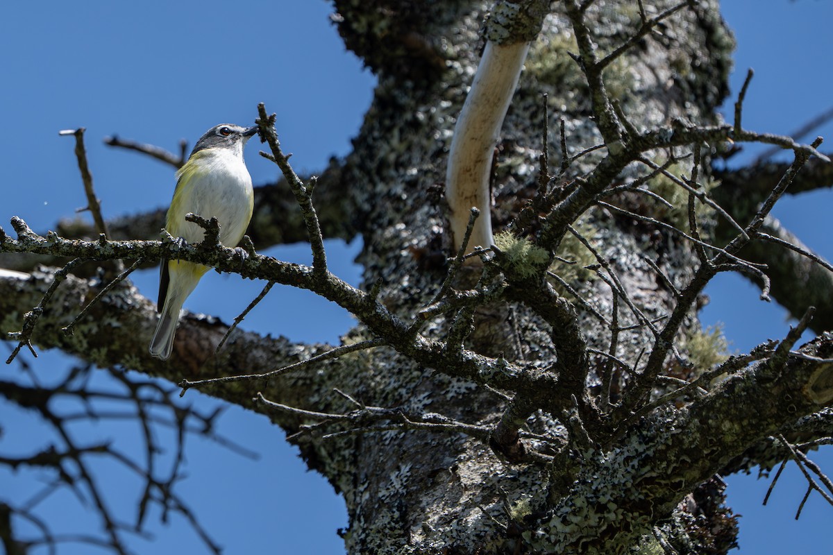 Blue-headed Vireo - ML638314004