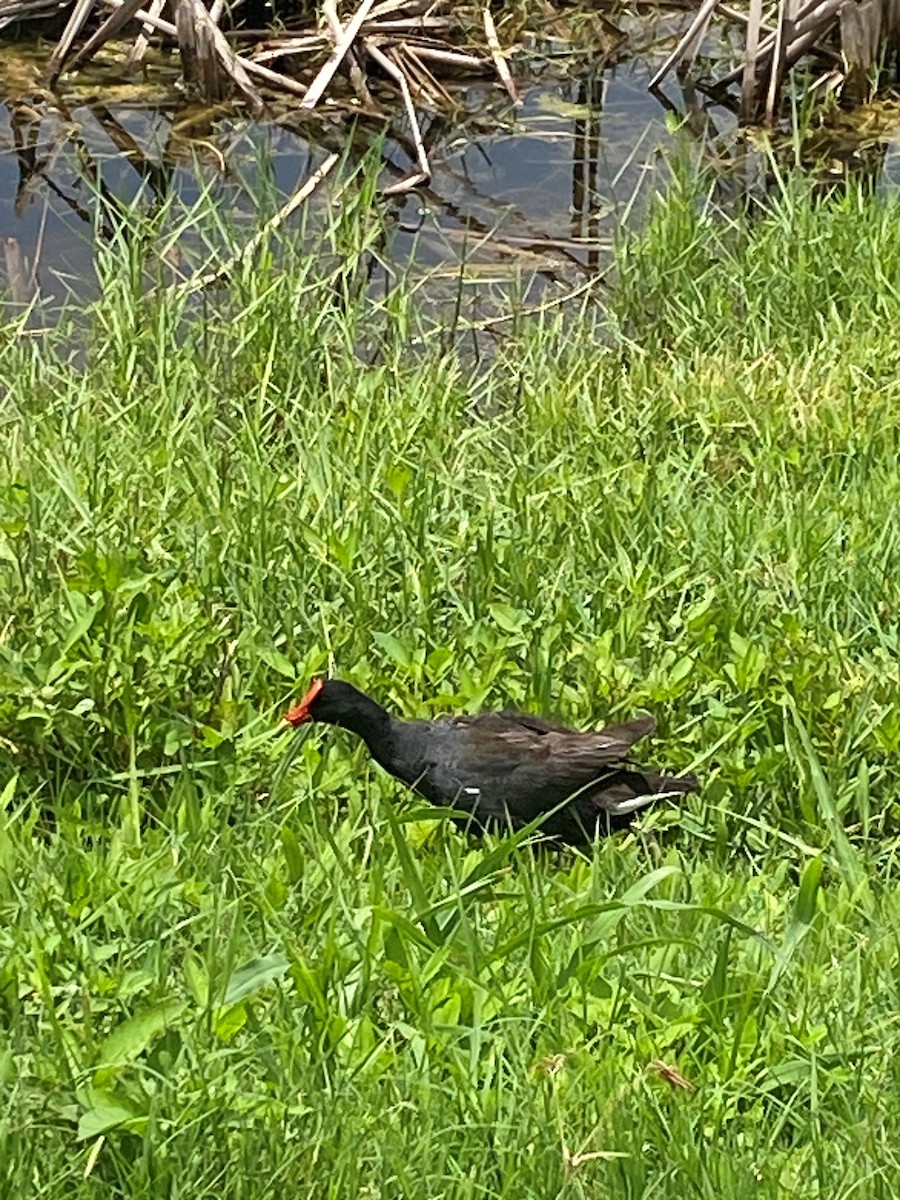 Common Gallinule - ML638314005
