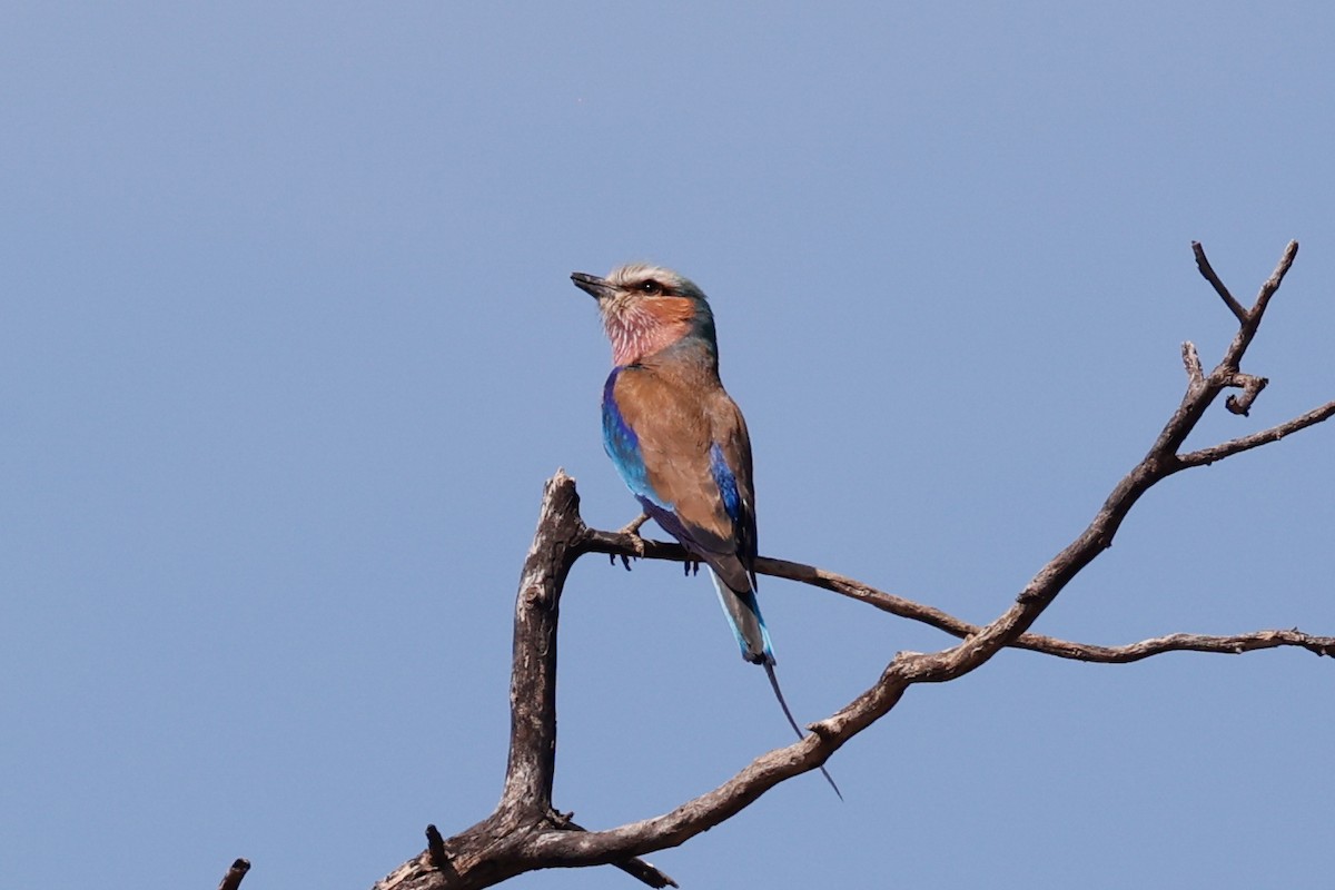 Lilac-breasted Roller - ML638314006