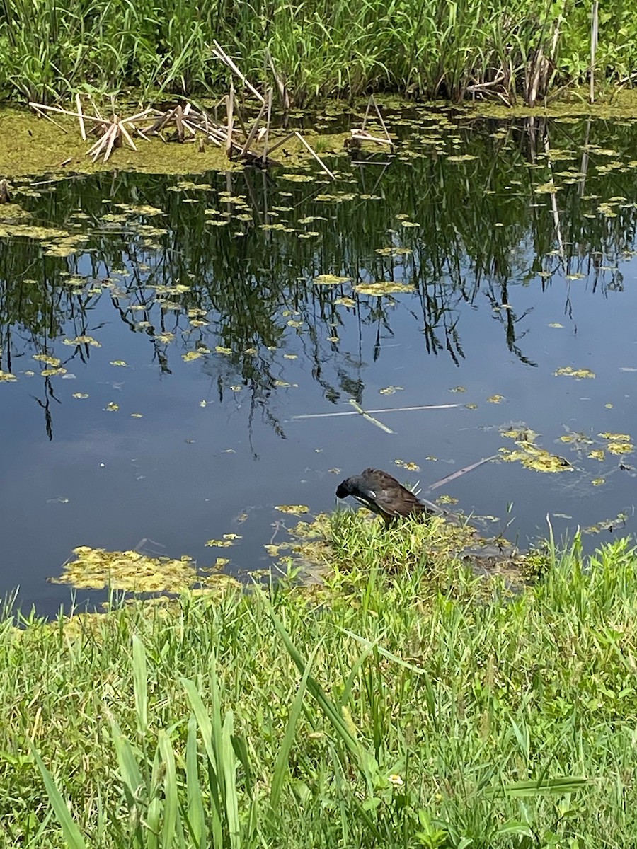 Common Gallinule - ML638314011
