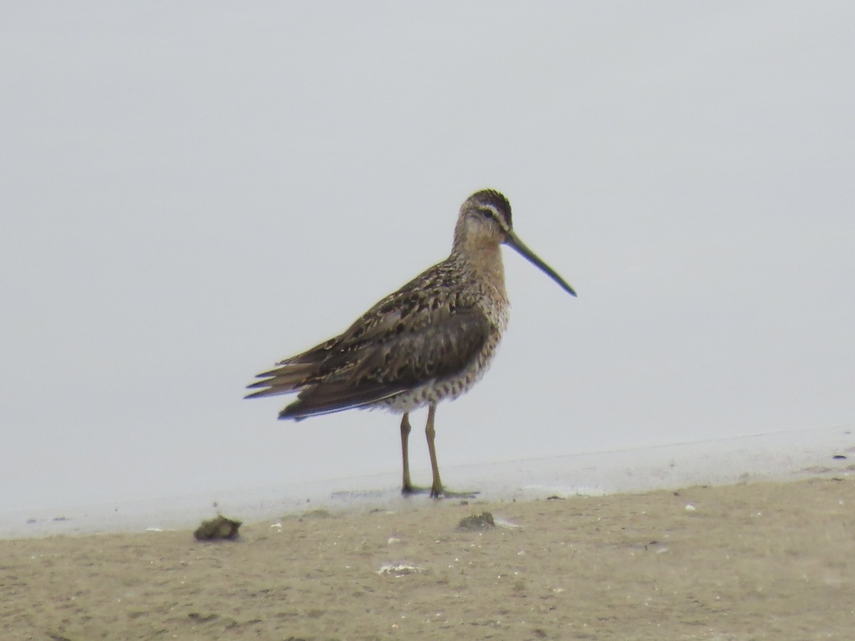 Short-billed Dowitcher - ML638314014