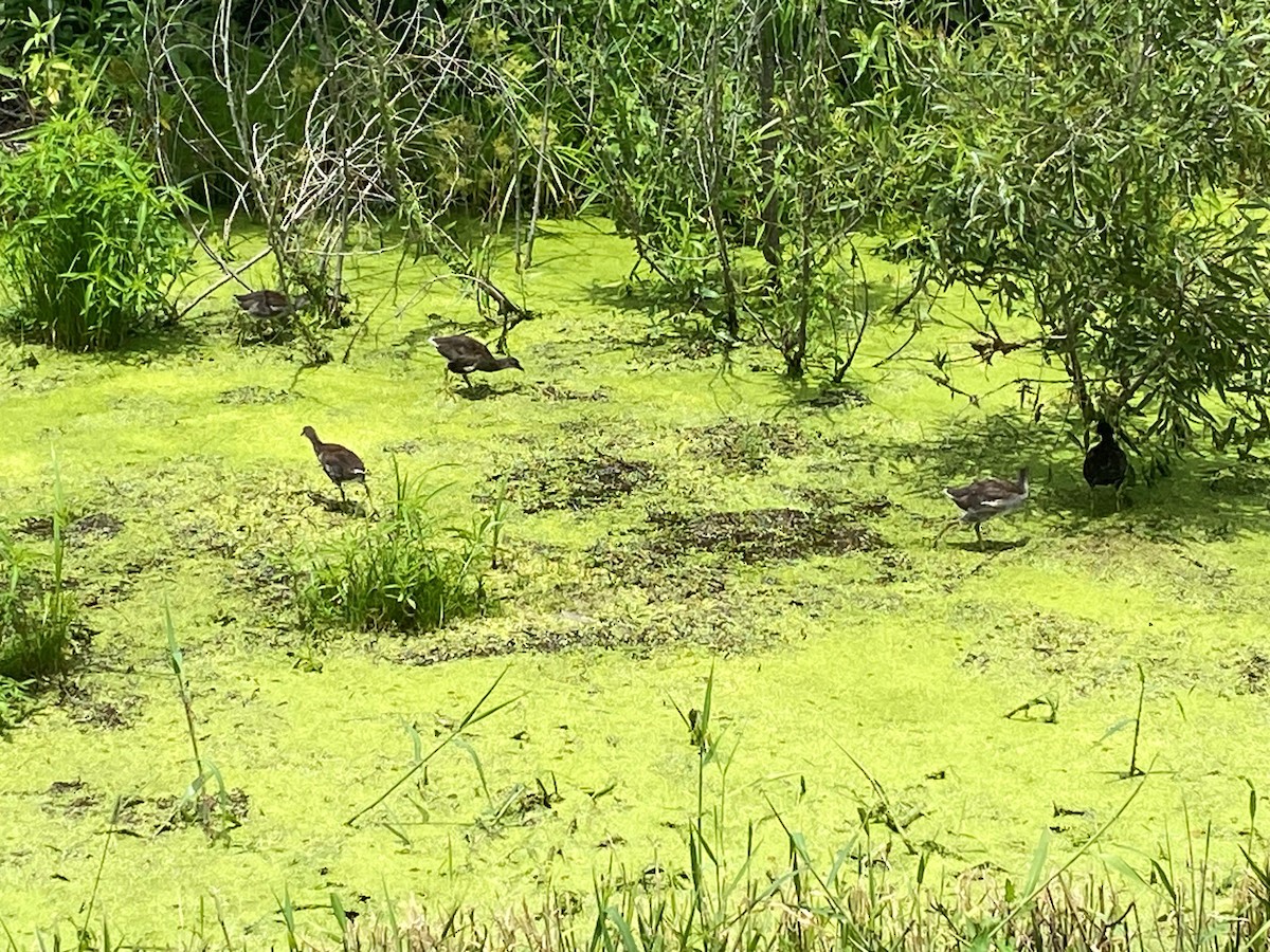 Common Gallinule - ML638314016