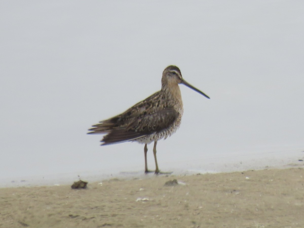 Short-billed Dowitcher - ML638314018