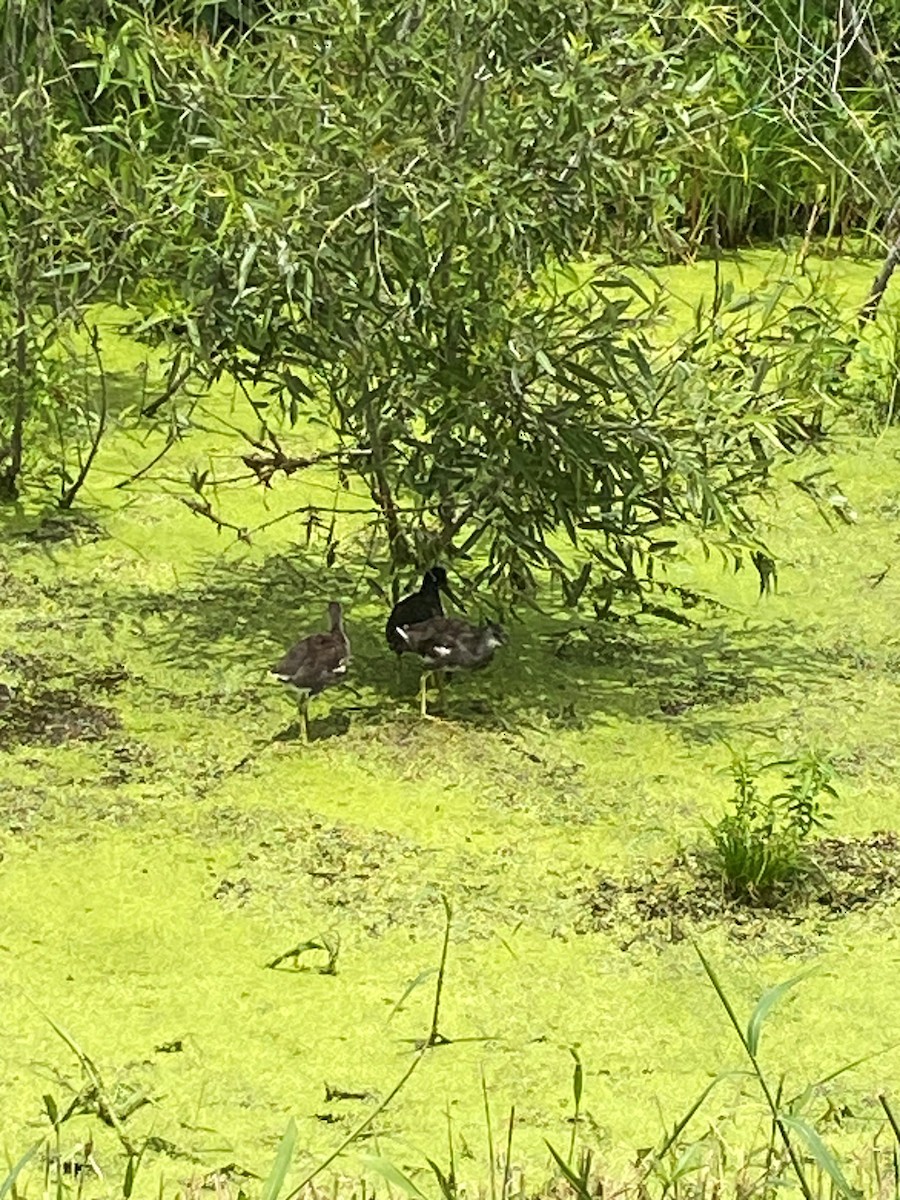 Common Gallinule - ML638314020