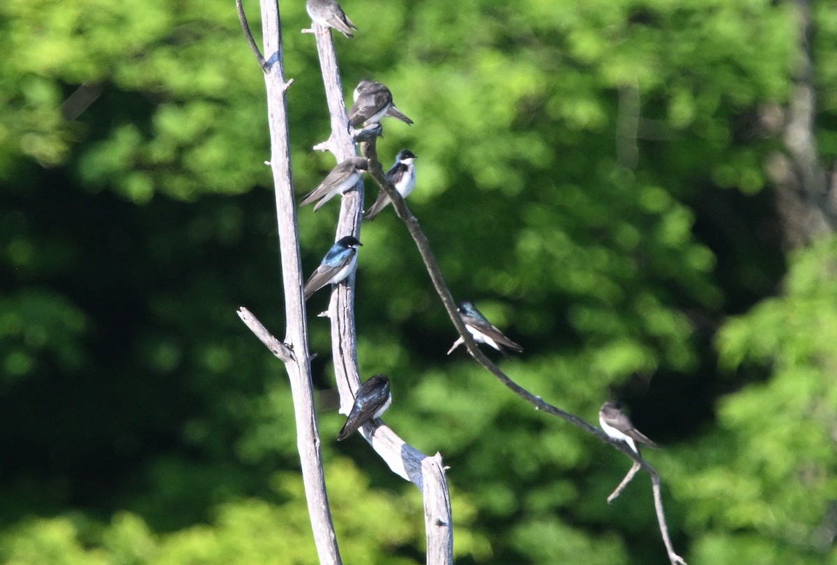 Tree Swallow - ML638314028