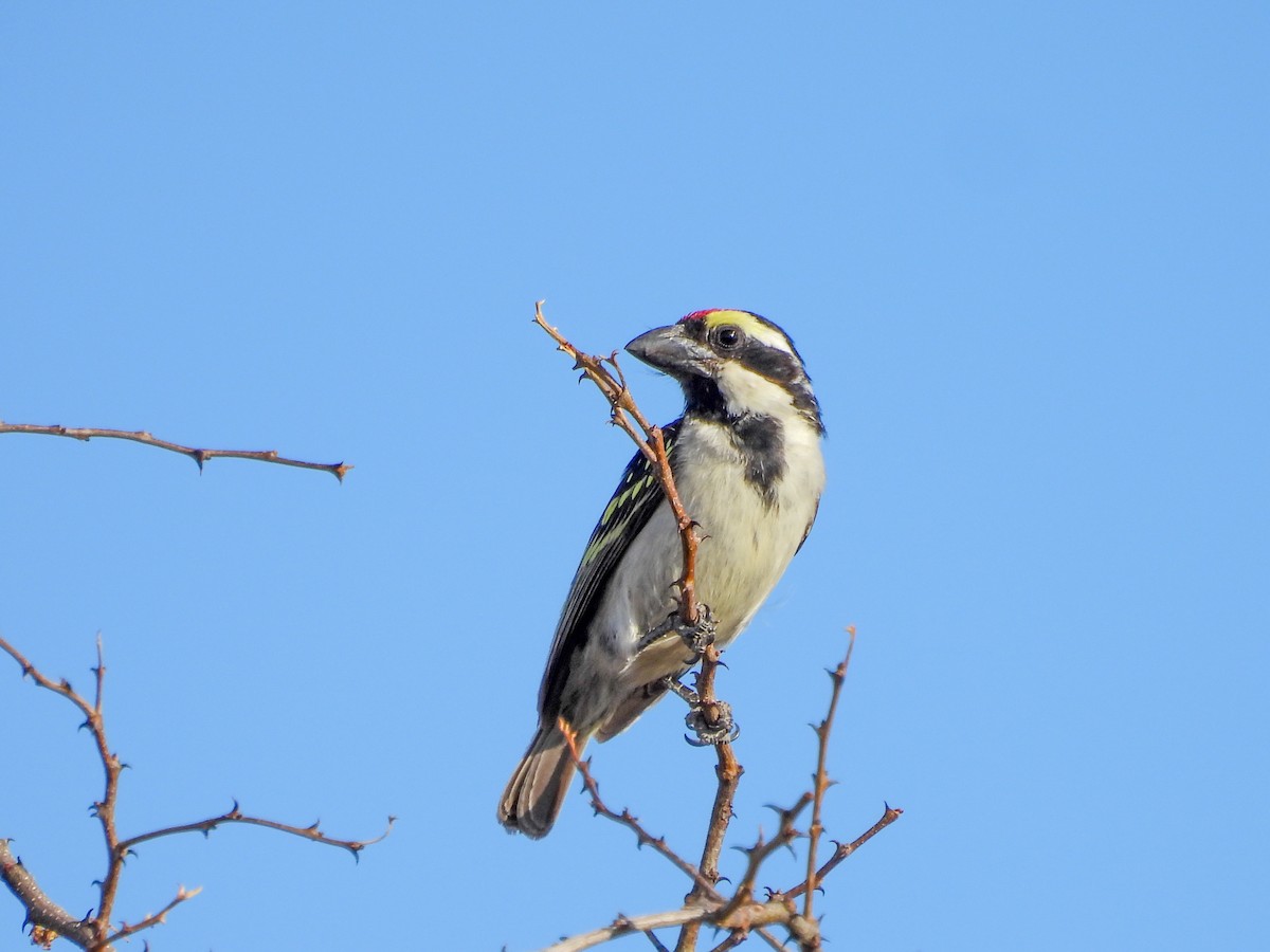 Pied Barbet - ML638314034