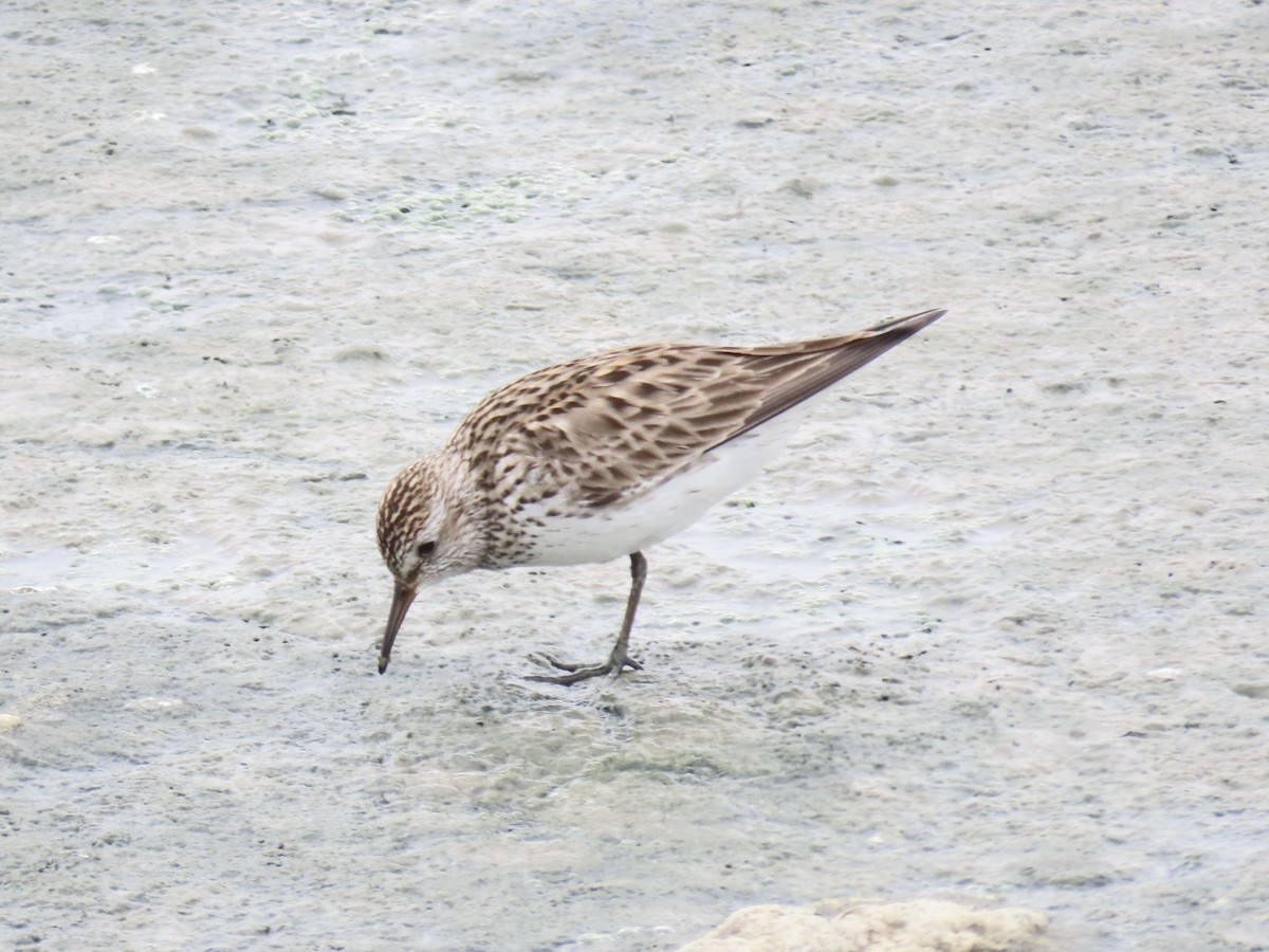 White-rumped Sandpiper - ML638314048
