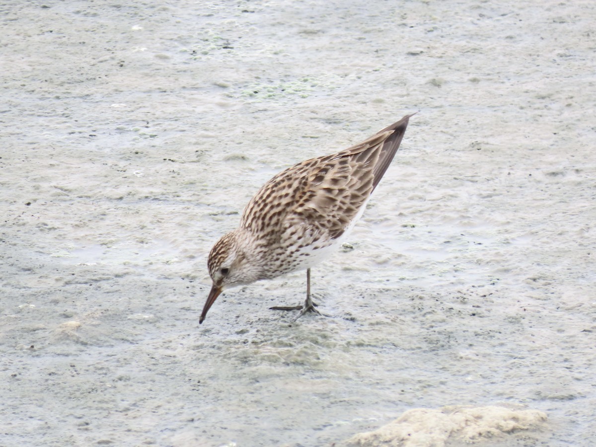 White-rumped Sandpiper - ML638314050