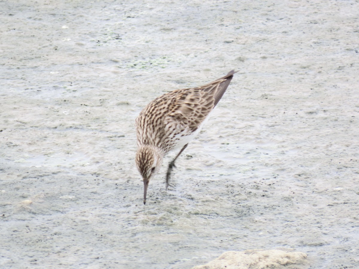 White-rumped Sandpiper - ML638314051