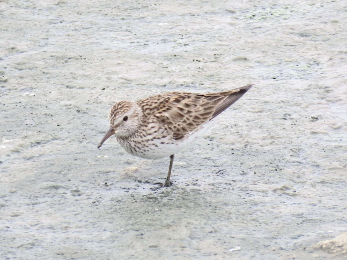 White-rumped Sandpiper - ML638314052