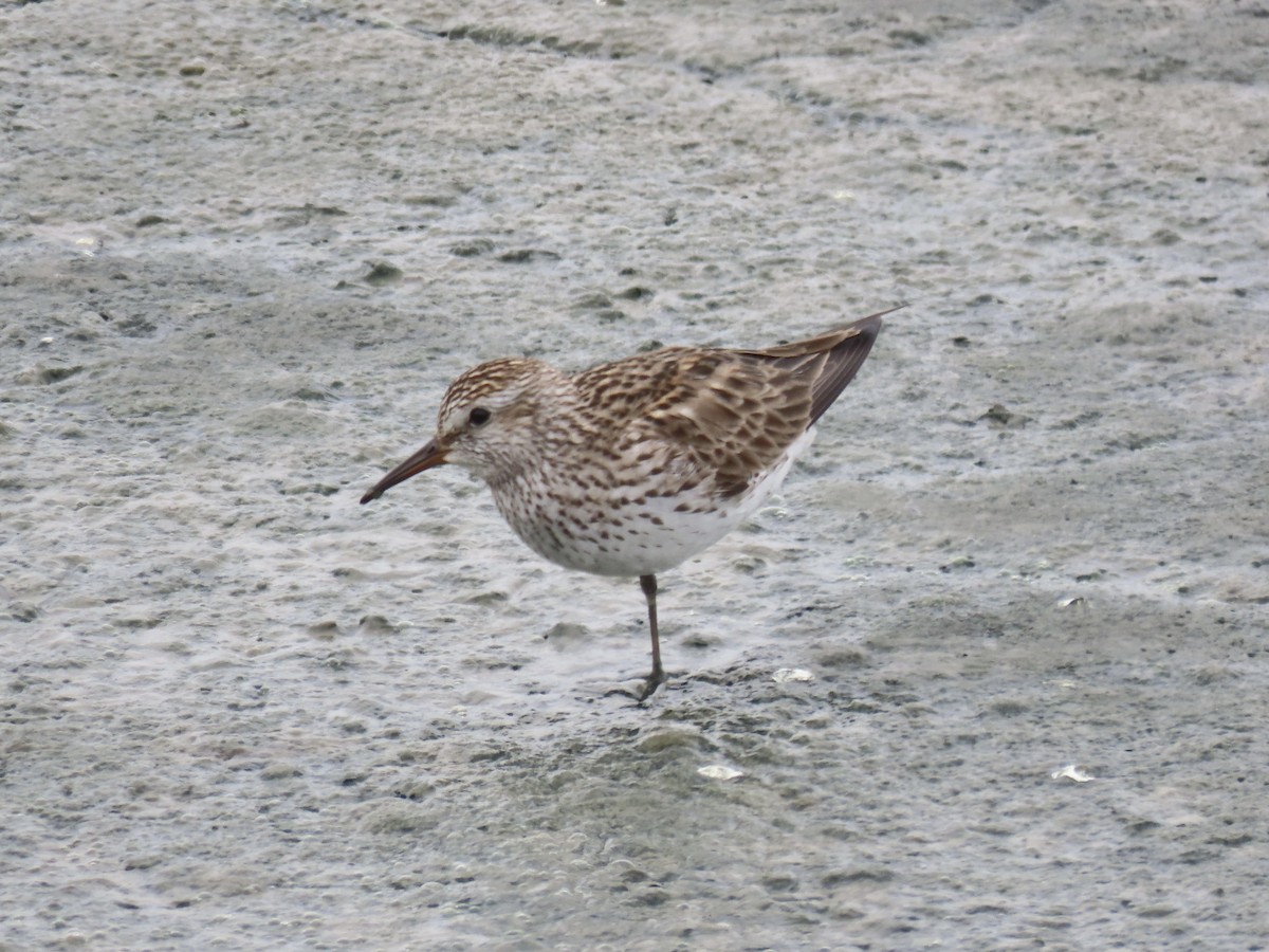 White-rumped Sandpiper - ML638314053