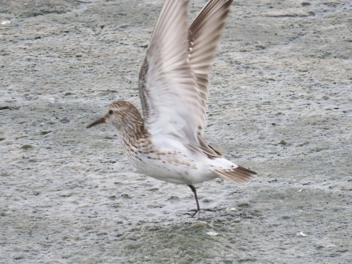 White-rumped Sandpiper - ML638314054
