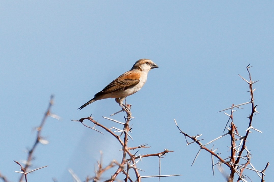 Great Rufous Sparrow - ML638314062