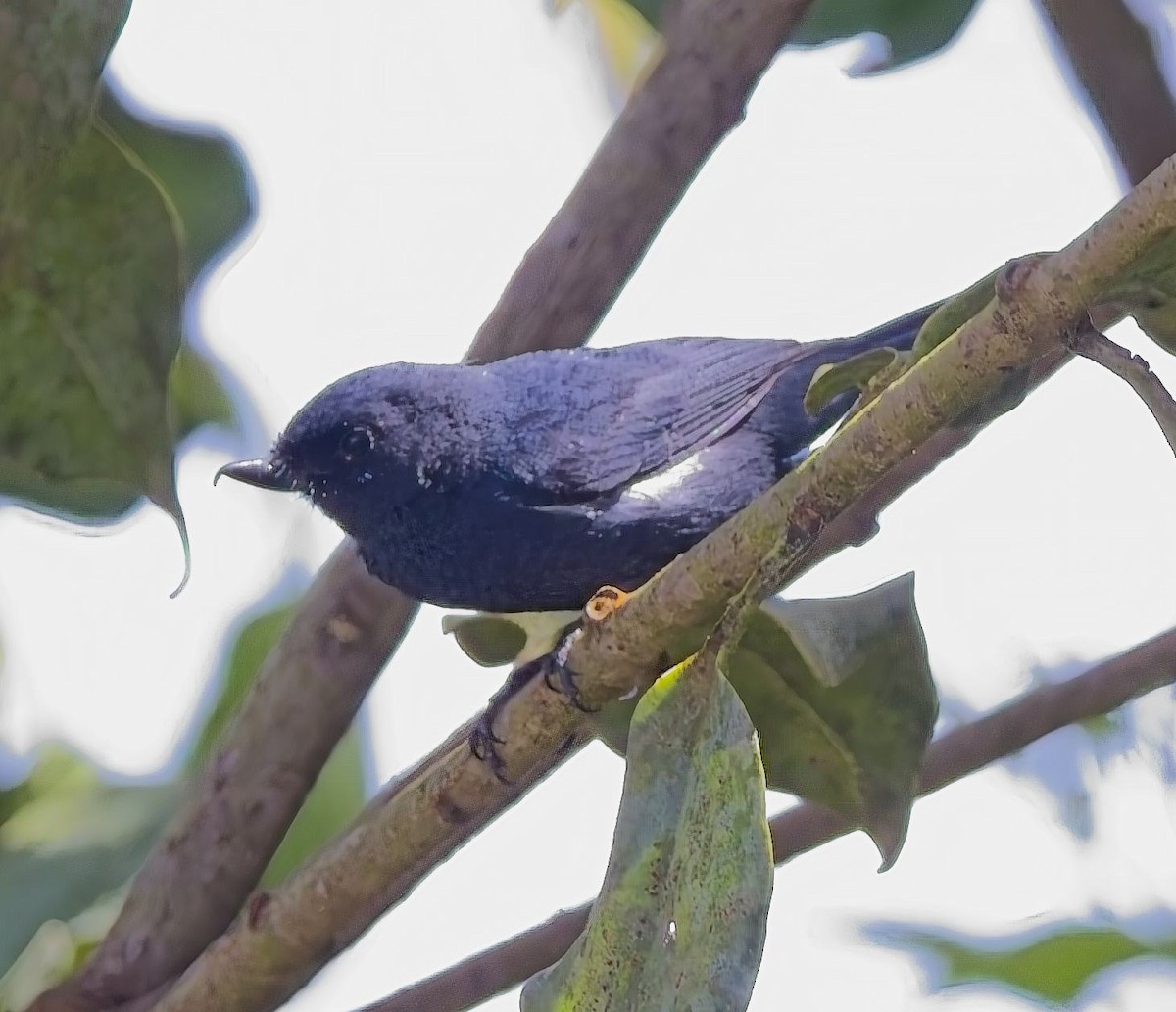 White-sided Flowerpiercer - ML638314063